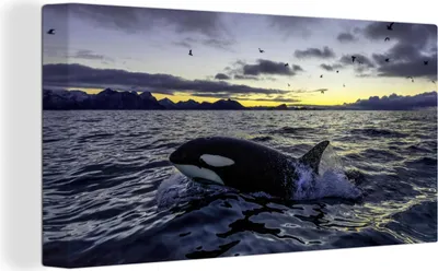 Produktbild von MuchoWow® - Leinwandbilder - Orca bei Sonnenaufgang, Wandbild, Wanddeko Bilder Wohnzimmer, 80x40cm