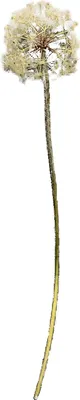 Produktbild von Kunstblume Pusteblume Flora