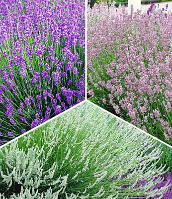 Produktbild von BALDUR Garten 9er Winterharte Stauden Lavendel-Sortiment, Pflanzen im 9x9 cm-Topf, blau, rosa, weiß, Duftlavendel, Lavandula angustifolia, echter Lavendel, trockenresistent, bienenfreundlich