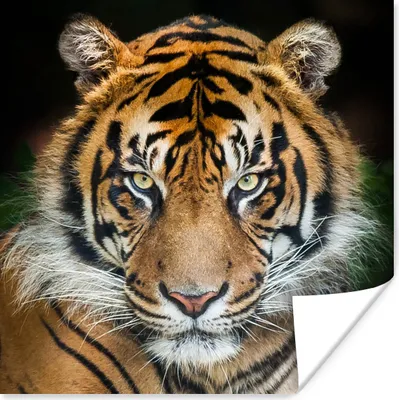 Produktbild von MuchoWow® Poster Tiger - Schwarz 30x30 cm - Wandposter - Printing