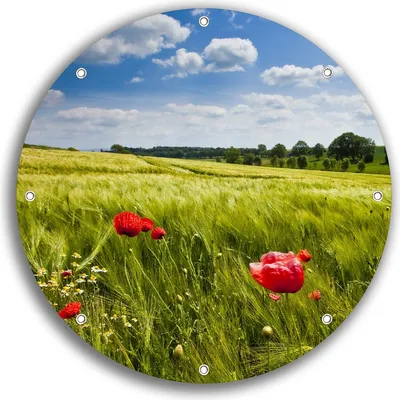 Produktbild von Wallario rundes Outdoor-Poster für Garten oder Balkon, Motiv Mohnblumenwiese auf grüner Wiese unter blauem Himmel, 30 cm Durchmesser