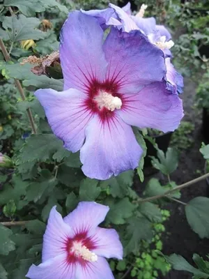 Produktbild von Garten Eibisch Oiseau bleu - Hibiscus syriacus Oiseau bleu (40-60)