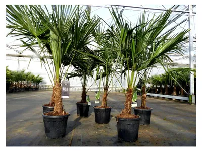 Produktbild von Trachycarpus fortunei 130-150 cm Hanfpalme, winterhart bis -18°C