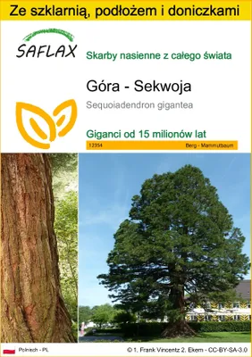 Zdjęcie produktu dla SAFLAX - Zestaw do uprawy - Góra - Sekwoja - 50 Nasiona - Z mini szklarnią, podłożem uprawowym i 2 doniczkami - Sequoiadendron gigantea