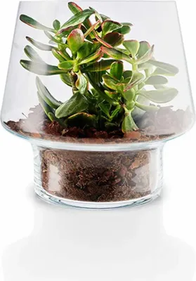 Produktbild von Eva Solo Sukkulenten-Glasvase - Ø 21 cm