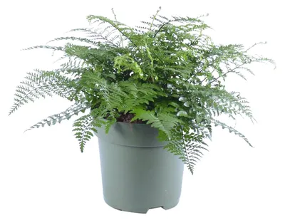 Produktbild von Asplenium Parvati - 40-50cm - Ø27cm - Zimmerpflanze - Immergrün