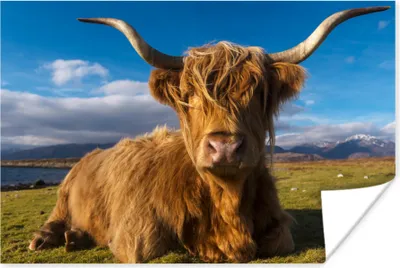 Produktbild von MuchoWow® Poster Schottische Hochlandrind - Tiere - Gras 60x40 cm - Schlafzimmerdekoration