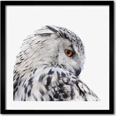 Produktbild von Bild - 50 cm x 50 cm - MDF - Rahmen, Wandkunst - Weiße Eule