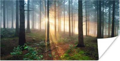Produktbild von MuchoWow® Poster Wald - Baum - Pflanze 40x20 cm - Poster für die Wand - Poster Schlafzimmer