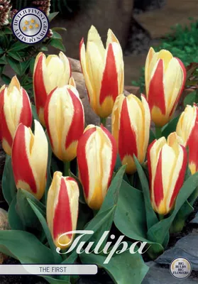 Artikelbild 2 von 'Tulpe The First (7 Stück)' aus der Kategorie Tulpenzwiebeln