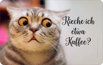 Image de Chat - Plateau déjeuner - Je sens le café