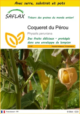 Image de SAFLAX Ensemble de culture - Coqueret du Pérou - 100 graines - Physalis