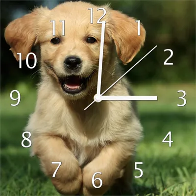 Produktbild von Wallario Design Wanduhr Süßer Hund - Golden Retriever aus Echtglas, Größe 30 x 30 cm