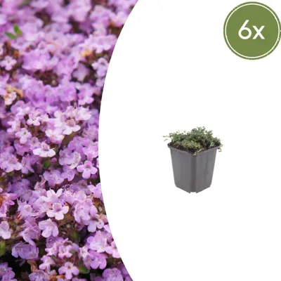 Immagine prodotto di Thymus praecox 'Purple Beauty' | 6 pezzi - 10-25cm - Ø9cm - Pianta da giardino