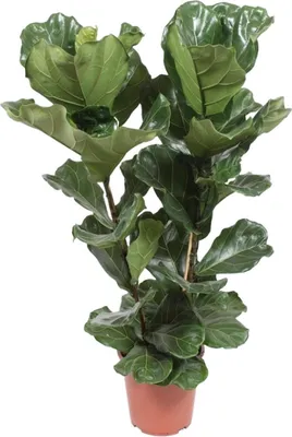 Produktbild von Ficus Lyrata Geigen Feige Ø27cm 100cm pflegeleicht Luftreinigend Zimmerpflanze