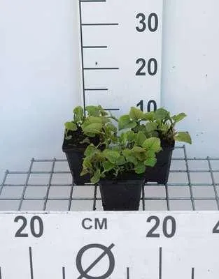 Zdjęcie produktu dla 6 x Houttuynia cordata - Roślina kameleon - Doniczka 9 x 9 cm