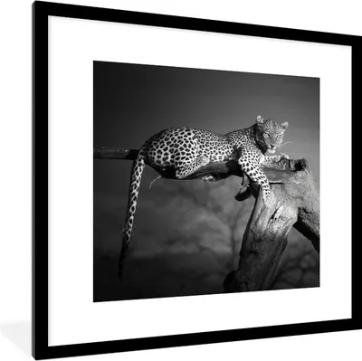 Produktbild von MuchoWow® Gerahmtes Poster Panther - Baum - Tiere - Schwarz - Weiß 40x40 cm - Poster mit Schwarzem Bilderrahmen Wandposter Rahmen Foto Bilder - Poster - Plakat im Rahmen