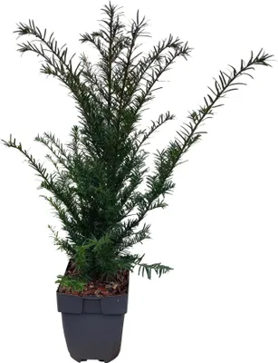 Image de If européen (Taxus baccata) - À feuilles persistantes - Plante de haie - 6