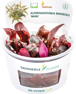 Obrázek produktu pro Mini plevuňka Reinekova – Alternanthera reineckii Mini In-Vitro