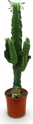 Produktbild von Wolfsmilchkaktus Euphorbia Eritrea Afrikanischer Milchbaum 70cm 19cm Keramiktopf