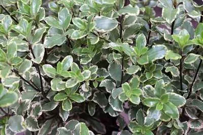 Produktbild von Pittosporum ten. 'Elizabeth' - Australischer Lorbeer 30- 40 cm - Container