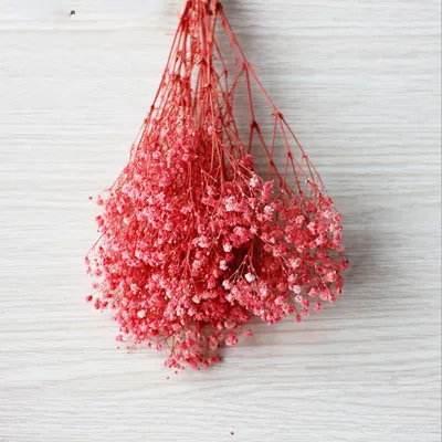 Produktbild von Schleierkraut Trockenblume 2#Rot-1