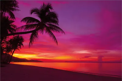 Produktbild von Wallario Premium Vliestapete Fototapete Abendrot unter Palmen - pinker Himmel am Strand in der Größe 400 x 267 cm, extra dick, wird in 5 Teilen geliefert
