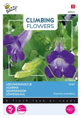 Produktbild von Buzzy Climbing Flowers Asarina Violet Samen - Ca. 10  Samen | Buzzy_080922