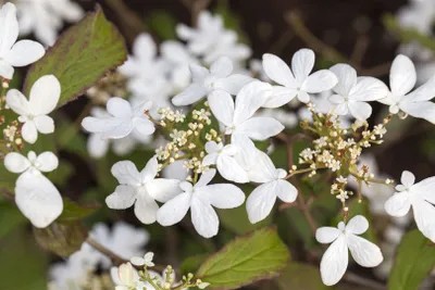 Produktbild von Viburnum plicatum 'Watanabe', Japanischer Schneeball, weiß, 30–40 cm