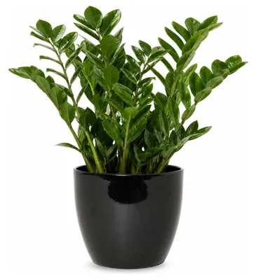 Produktbild von Floran Blumentopf „Boule“ - schwarz - glanzend - Keramik - D19 x H17 cm - Blumentopf