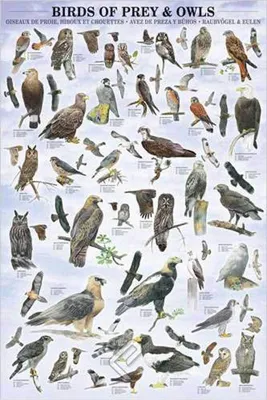Image de Poster Educatif Oiseaux de proie & Hiboux