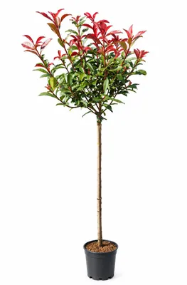 Produktbild von Glanzmispel "Carré Rouge" 170-180 cm , Photinia fraseri Hochstamm , Stammhöhe 120 cm, roter Neuaustrieb, winterhart und immergrün