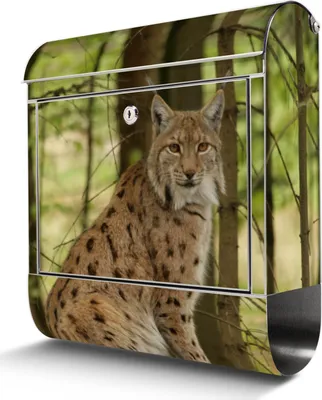 Zdjęcie produktu dla Skrzynka na listy ze stali nierdzewnej z przegrodą na gazety Lynx duża skrzynka na listy ze stali nierdzewnej, otwór A4 [BKGE2 10487]