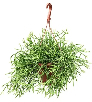 Obrázek produktu pro Nieuwkoop Europe BV Rhipsalis heteroclada - závěs, průměr 17 cm