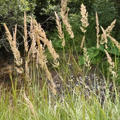 Obrázek produktu pro 6 x Jírovec maďal - Calamagrostis arundinacea | Květináč 9cm x 9cm