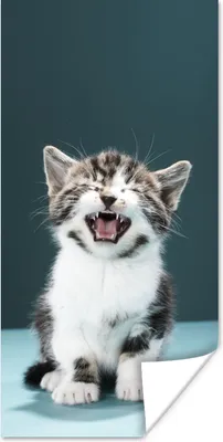 Produktbild von MuchoWow® Poster Katze - Kätzchen - Miau 60x120 cm - Wandschmuck