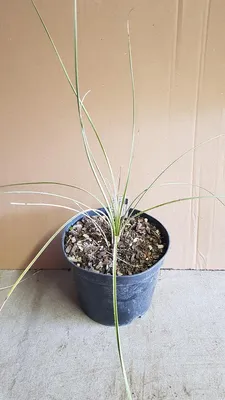 Image de Dasylirion leiophyllum / Sotol vert