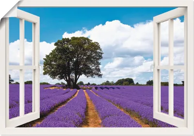 Produktbild von Patrickw: Fensterblick - Schönes Lavendelfeld im Sommer, Produkt:Poster, Größe (HxB):50x70 cm / Poster