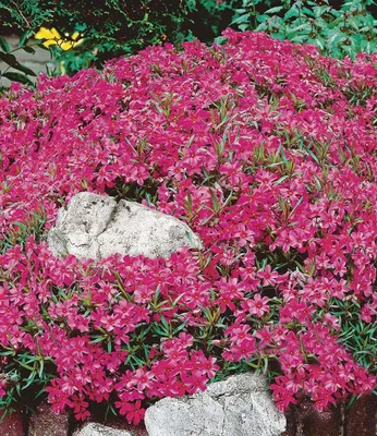 Produktbild von BALDUR Garten 3x Winterharter Bodendecker Roter Teppich-Phlox, Pflanzen im 9x9 cm-Topf, Polsterphlox, Polster-Flammenblume, Polsterstauden, Teppichphlox, Phlox subulata, trockenresistent