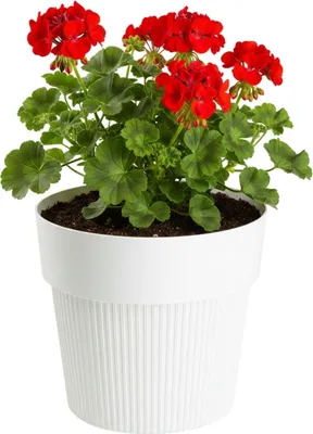 Produktbild von HowHomely | Blumentopf - Pflanzgefäß - creme - 17x20 cm - Rillenstruktur - aus Recyclingmaterial - Übertopf