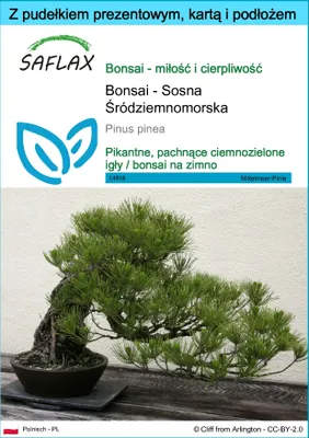 Zdjęcie produktu dla SAFLAX - Zestaw prezentowy - Bonsai - Sosna Śródziemnomorska - 6 Nasiona - Z pudełkiem upominkowym, etykietą wysyłkową, kartą podarunkową i podłożem uprawowym - Pinus pinea