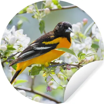 Produktbild von MuchoWow® Runde Wandtattoo - Wandsticker Tapete Aufkleber Vogel - Blumen - Farben Ø 100 cm Selbstklebend und Repositionierbar - Wandaufkleber - Kreis - Tapetenkreis - Wandbild rund - Schlafzimmerdekoration - Wanddeko - runde Tapete - Kunst für zu Hause