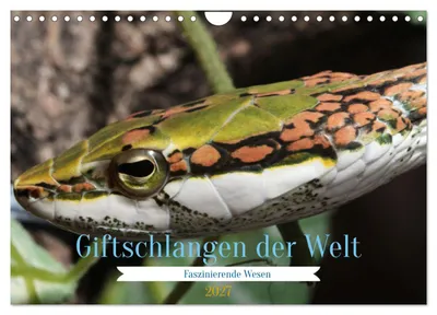 Produktbild von Giftschlangen der Welt (Wandkalender 2027 DIN A4 quer), CALVENDO Monatskalender