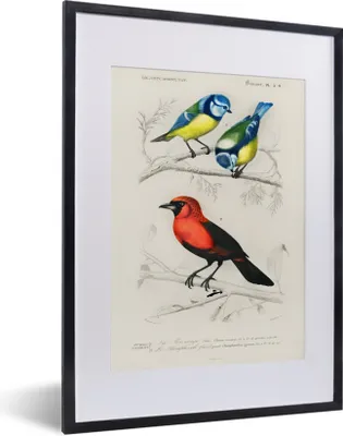 Produktbild von MuchoWow® MuchoWow® Gerahmtes Poster Vogel - Vintage - Zweig 30x40 cm - Poster mit zchwarzem Bilderrahmen - Wandposter Schlafzimmer