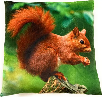 Obrázek produktu pro Onwomania plyšový polštářek veverka na pohovku nebo postel jako dekorace nebo útulný polštářek 35x35 cm