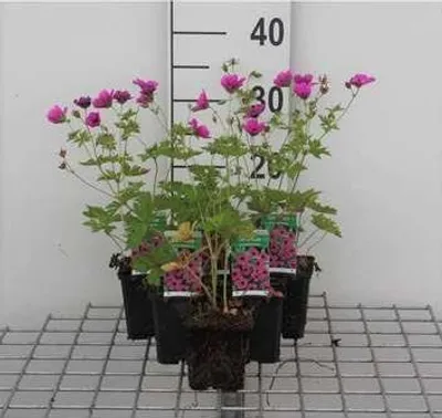 Zdjęcie produktu dla 6 x Geranium psilostemon - Cranesbill - doniczka 9 x 9 cm