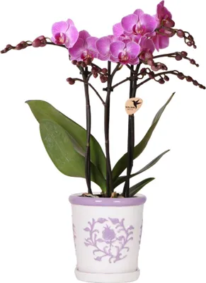 Obrázek produktu pro Orchidej Vienna Lila v dekorativním květináči Malaga, fialová, Ø 9 cm, pokojová rostlina s 2–3 ozdobnými květy
