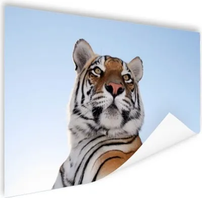 Produktbild von MuchoWow® Poster Tiger - Himmel - Kopf 90x60 cm - Schlafzimmer