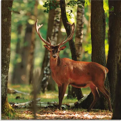 Produktbild von ARTland Glasbild Hirsch 4 - Wald Größe: 50x50 cm