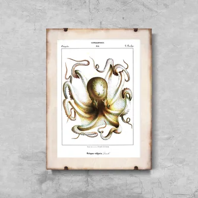 Produktbild von Poster - Canvas - Leinwand - 29,7 cm x 42 cm - Tintenfisch Kopffüßer